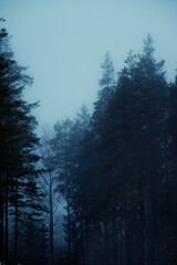 Moody foggy forest scene