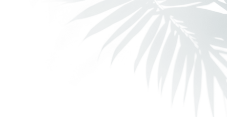 Palm leaf shadow overlay. Tropical leaves natural shadow overlay isolated on transparent texture background. Transparent blurry leaf shadow on wall for product presentation, backdrop and mockup, png	