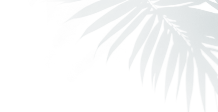 Palm leaf shadow overlay. Tropical leaves natural shadow overlay isolated on transparent texture background. Transparent blurry leaf shadow on wall for product presentation, backdrop and mockup, png	