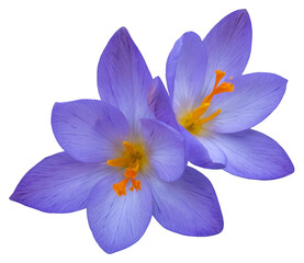 Group of two blue and yellow crocus blossoms, close up, isolated picture, transparent background