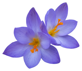 Group of two blue and yellow crocus blossoms, close up, isolated picture, transparent background