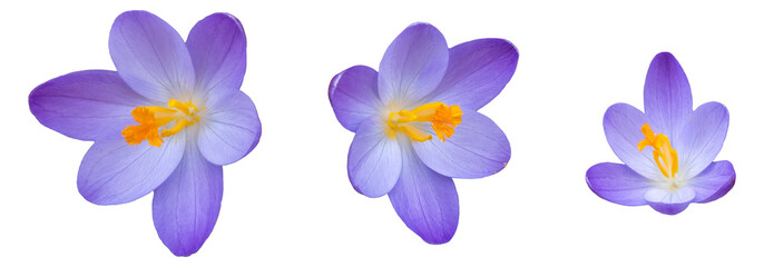 Several blue violet and yellow colored crocus blossoms, close up isolated picture, transparent...