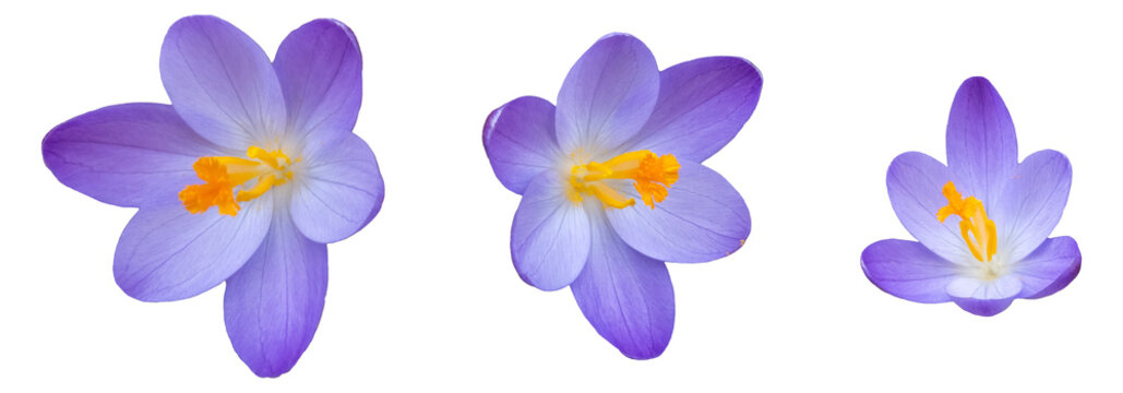 Set of 3 blue violet and yellow colored crocus blossoms, close up isolated picture, transparent background
