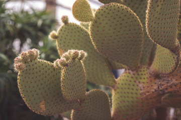 A close-up image showcasing the intricate texture of a cactus with dense spines. Prickly green cactus plant cactus opuntia leucotricha in sunny day outdoor. 