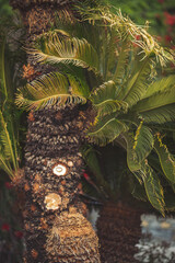 Closeup of palm trunk and leaves in light and shade. palm textured trunk and green leaves in...