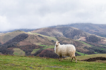 Sasi Ardia Sheep in the mountains of the Basque Country. - 743093573