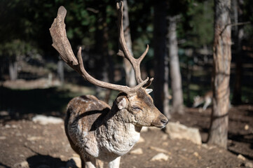 Portrait of an old deer in the pyrenees at the parc animalier des Angles in Capcir