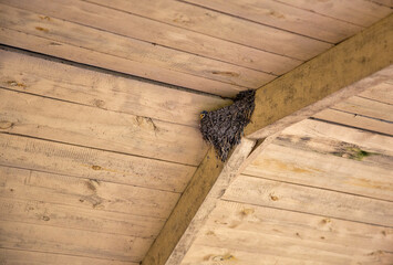 Swallow's nest under a wooden roof with a chick.