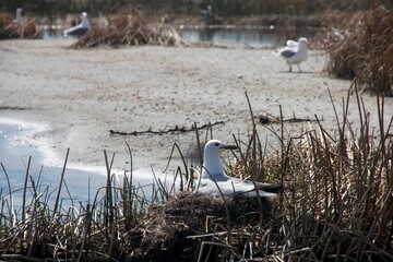 gull and the nest on the beach