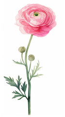 ピオニーの水彩画