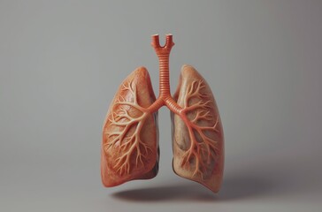 Anatomical model of human lungs