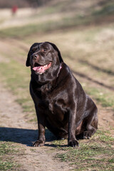 A very rare Brown Labrador sits on a walking path and poses for a photographer.
