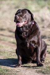 A very rare Brown Labrador sits on a walking path and poses for a photographer.
