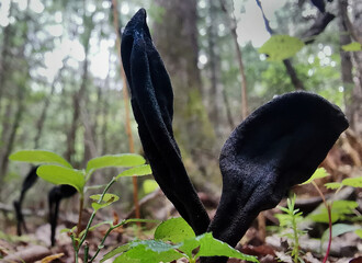 Trichoglossum velutipes