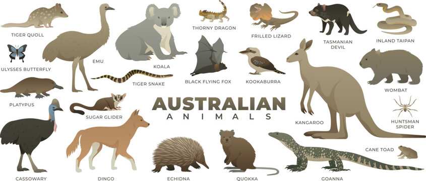 Australian wild animal set. Including kangaroo, koala, quokka, tasmanian devil, dingo. Vector illustration of wildlife. Animals of Australia isolated on white background.