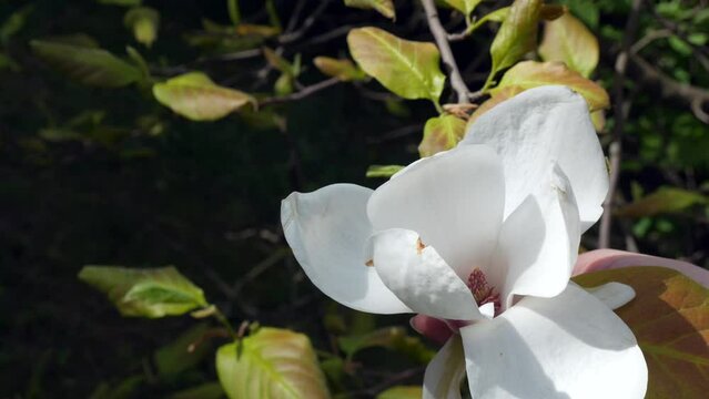 A white magnolia flower in his hand. The beauty of nature. Exotic flowers. A blooming white magnolia flower sways on a branch in the wind. Nature, travel, exotic plants. Holding a tree branch with 