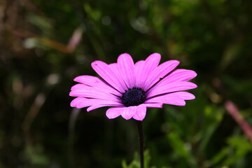 Purple flower