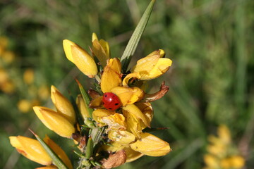 Ladybug on the flower