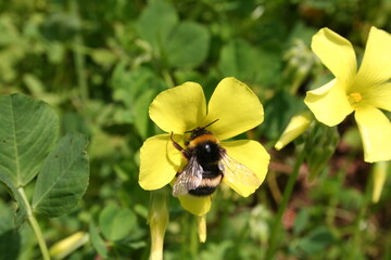 bee on yellow flower