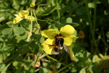 bee on yellow flower