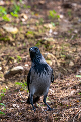 Obraz premium Close up of a grey and black Hooded Crow in Israel also called scald-crow or hoodie. It is a Eurasian bird who's scientific name is Corvus cornix. It is an invasive species in Israel. 