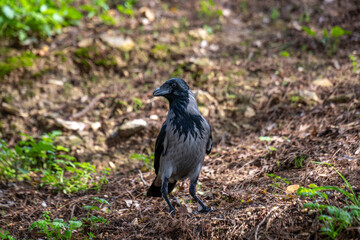 Close up of a grey and black Hooded Crow in Israel also called  scald-crow or hoodie. It is a Eurasian bird who's scientific name is Corvus cornix. It is an invasive species in Israel.
