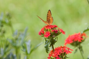 closeup orange butterfly on red flowers