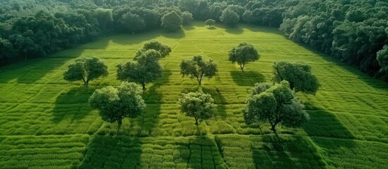An aerial perspective of a lush green field dotted with trees, showcasing the vibrant natural landscape.