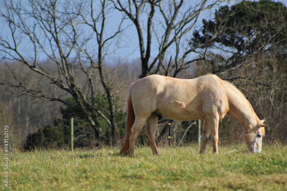 Wall mural horses in the field