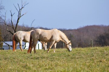 Fototapeta premium White Horses in the Pasture 