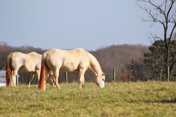 Obraz na płótnie Canvas white horse and foal