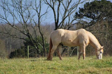 Naklejka premium horses in the field