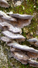 A mushroom sits on a log in the woods.