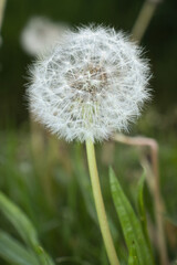 White seeds on a dandelion in a field on a spring day near Potzbach, Germany.