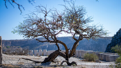 EL Altiplano de México, con sus plantas cactáceas tipicas de esta región
