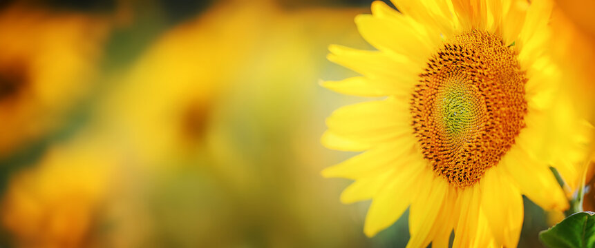 Beautiful field of blooming sunflowers, summertime. Banner photo.
