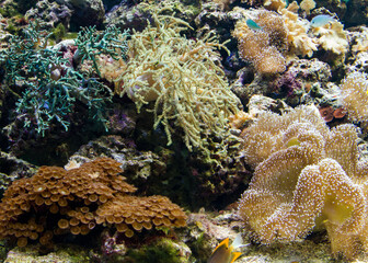 Fototapeta na wymiar coral reef and anemone