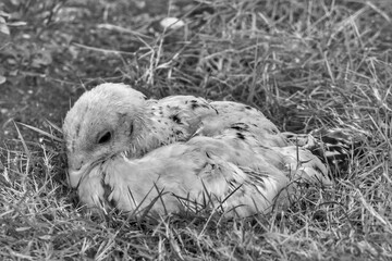 Portrait of an adorable chick in Stone Town, Zanzibar
