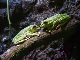 frog on a branch