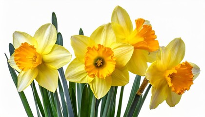 yellow daffodil head flower isolated on white background beautiful composition for advertising and packaging design in the garden business