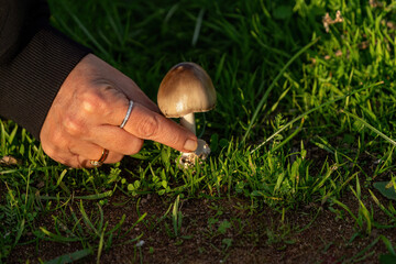 Mushrooms freshly plucked from the ground. Mushrooms in human hands