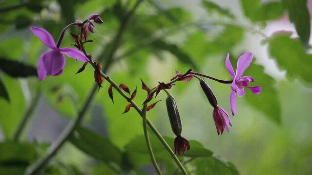 Spath glottis plicata or purple ground orchid flower in the wind with a blurred background