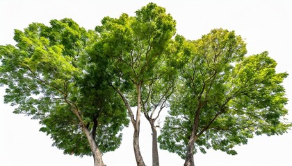 forest top view group of trees sycamore platanus maple street trees in overcast light with shadow isolated png on a transparent background perfectly cutout