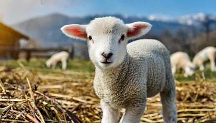 Naklejka na ściany i meble cute lamb on a farm close up original easter picture