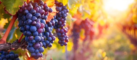 A cluster of ripe purple grapes hang from a vine in a vineyard during harvest time. The grapes are...