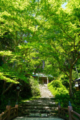 新緑が美しい初夏の日向大神宮の境内風景