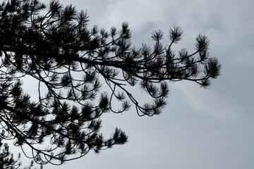 Fototapeta na wymiar pine silhouette in the sky