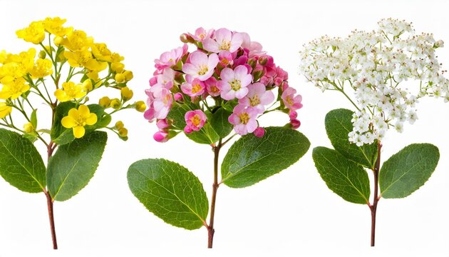 set of small sprigs of yellow flowers of berberis thunbergii pink chamelaucium and white gypsophila isolated