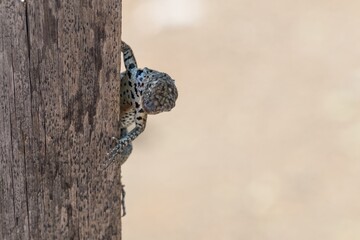 Small spotted lizard in the shade of a wooden post