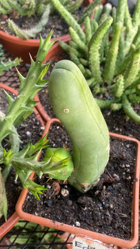 Penis cactus Trichocereus Inermis 